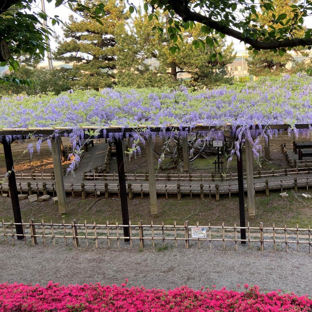 芦城公園のフジ