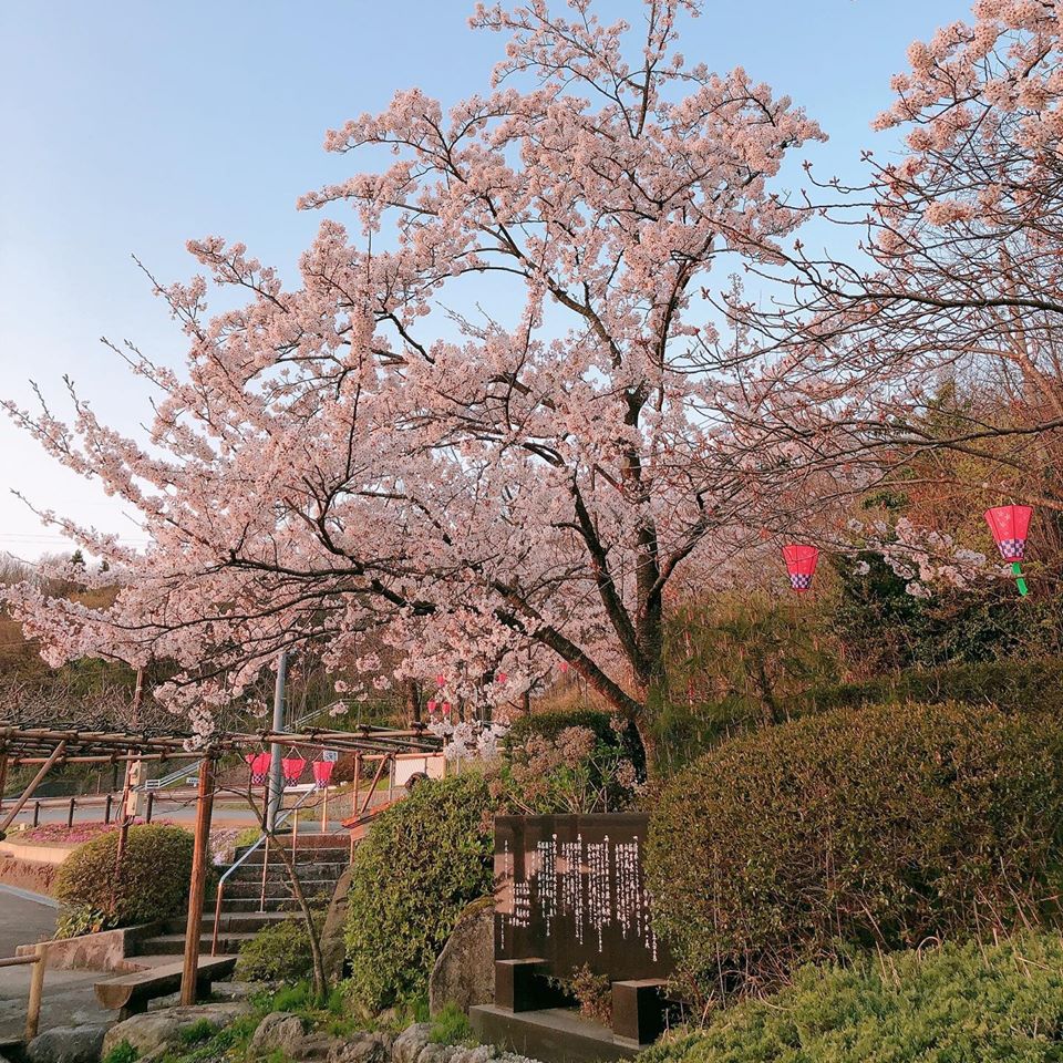 桜生水