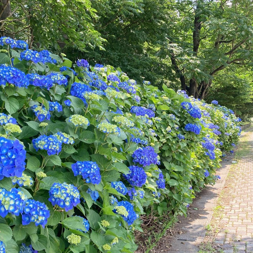 四丁町のアジサイ