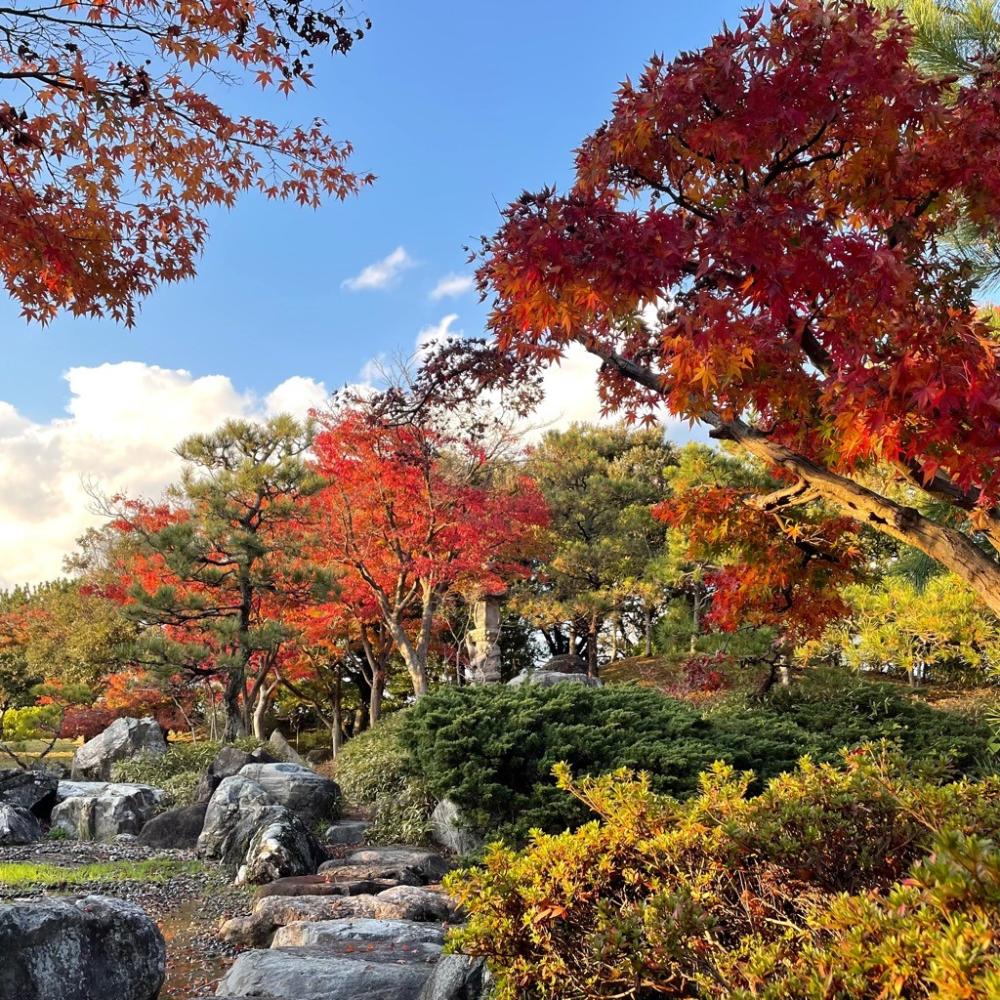 末広緑地の紅葉