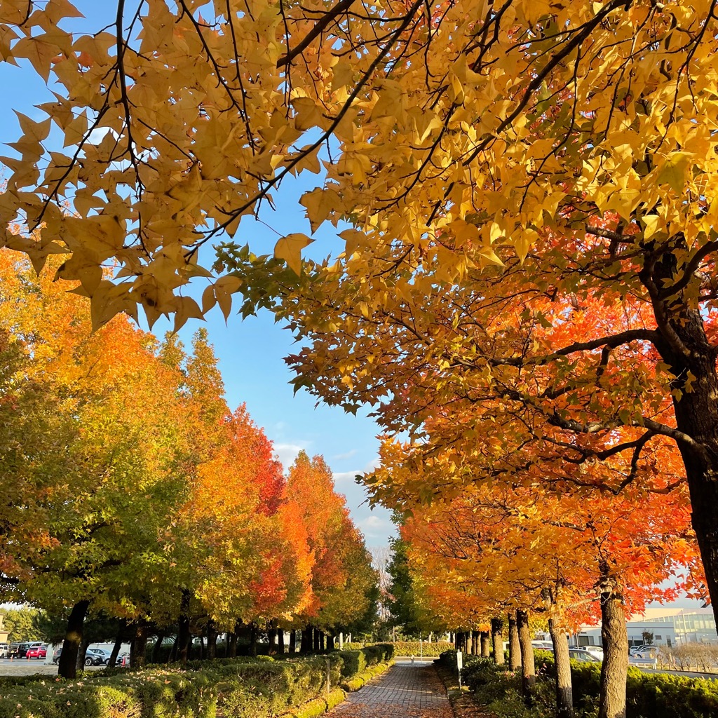 末広緑地紅葉