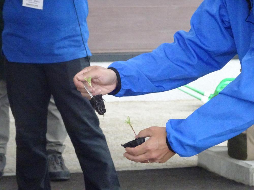 右手でフォークを使い苗床から取り出した苗を持ちながら園児に説明をしている寺井先生の手元を写した写真