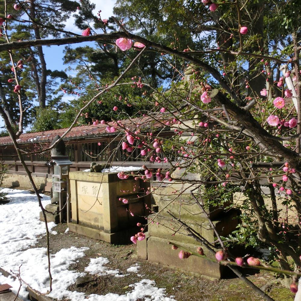小松天満宮の梅