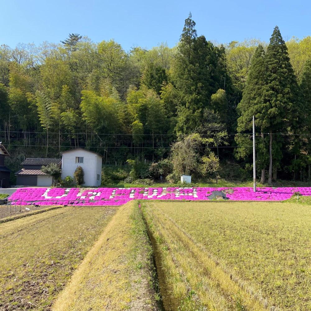 鵜川町のシバザクラ