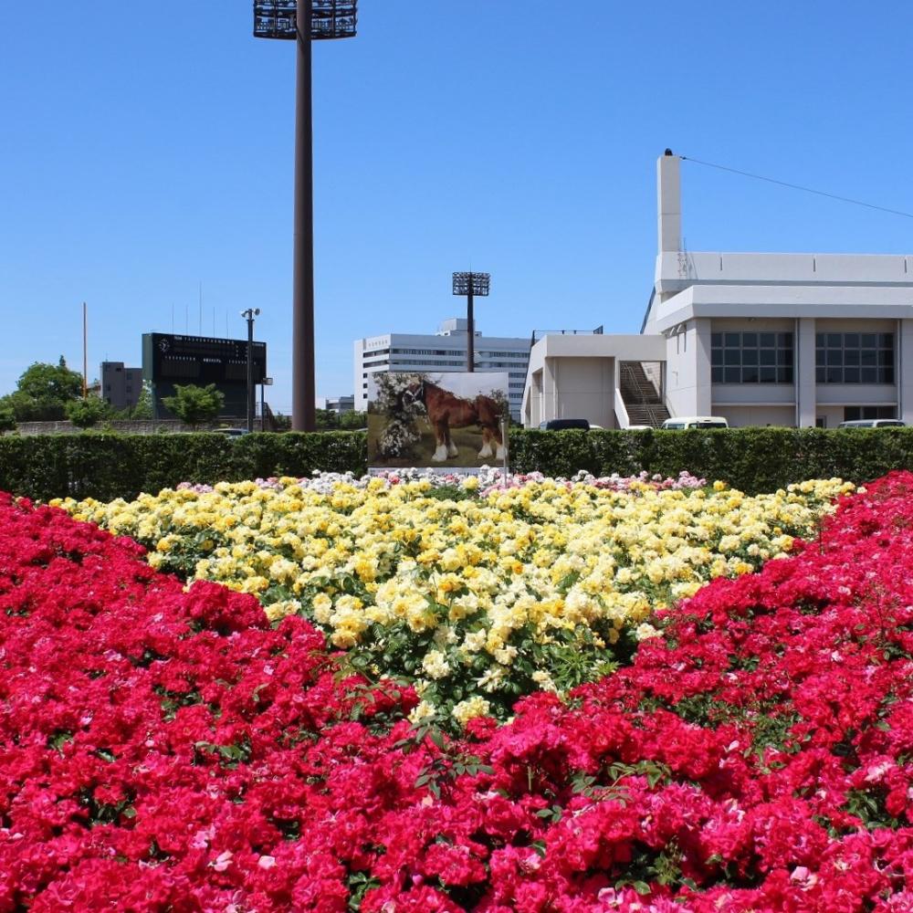 小松運動公園バラ園