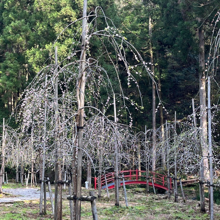 游泉寺ものがたりパークのしだれ梅