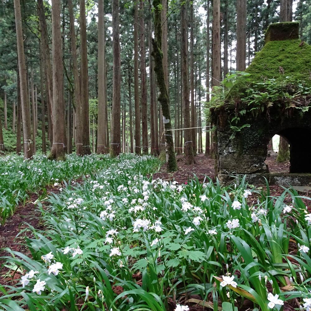 游泉寺のシャガ