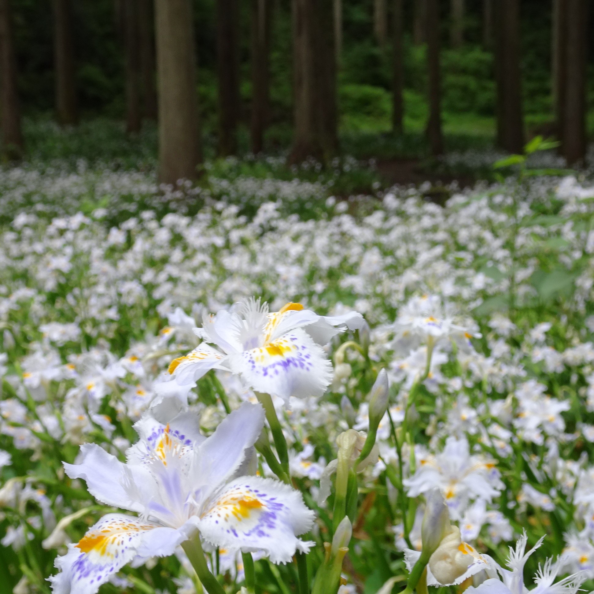 遊泉寺銅山シャガ