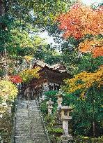 階段のを上った先に見える緑や紅葉した木々に囲まれた那谷寺の本堂の写真