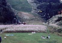 広い草原の奥に両脇を木に囲まれた急斜面が見える大倉岳スキー場の写真