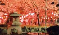 灯篭と池の後ろ一面に広がる満開の桜の木々が、たくさんの提灯でライトアップされている写真