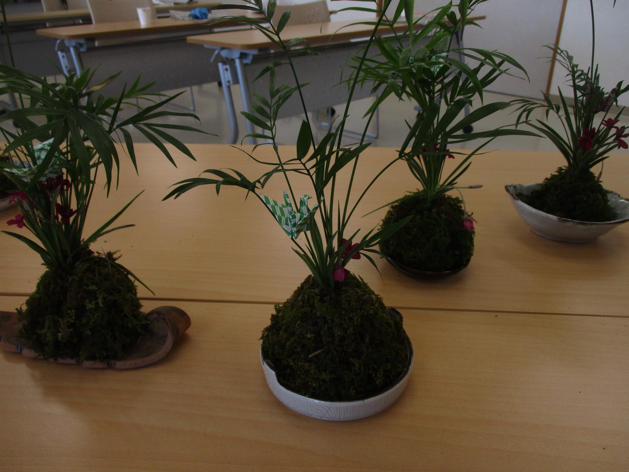 苔玉作品の写真
