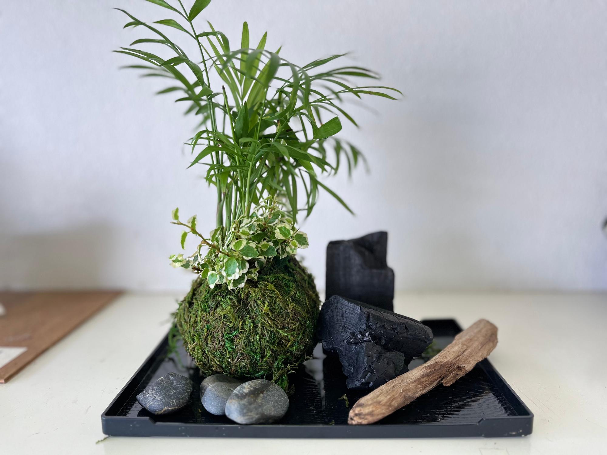 お盆に乗ったこけ玉が映っている