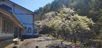 鉱山資料館の南側の桜