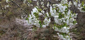 白っぽい山桜