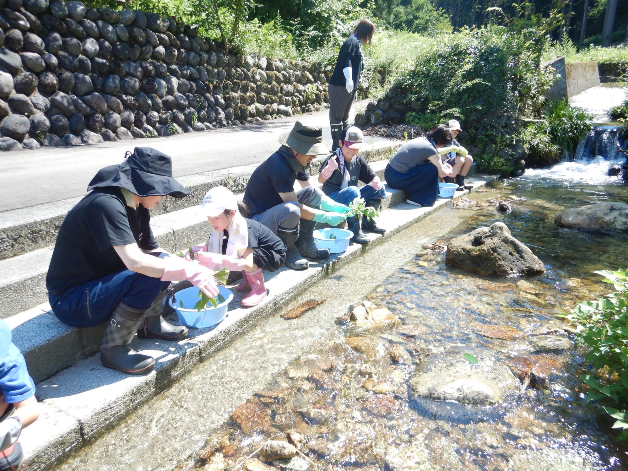 刈り取った藍の葉を洗っている子供たちやその保護者の方々の写真