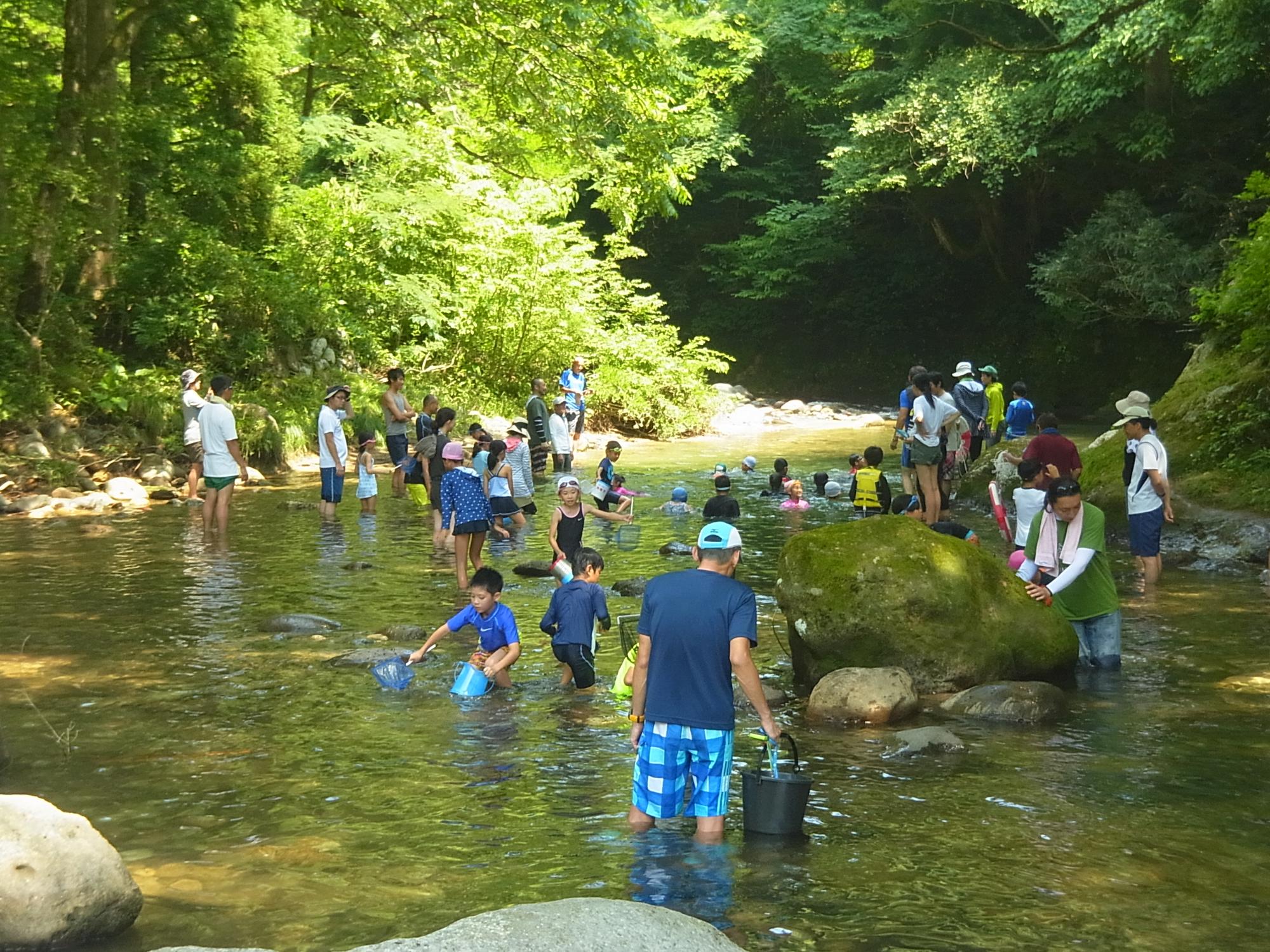 山間を流れる大杉谷川にはいって泳いだり、網で魚をすくったりして遊んでいる沢山の親子連れの写真