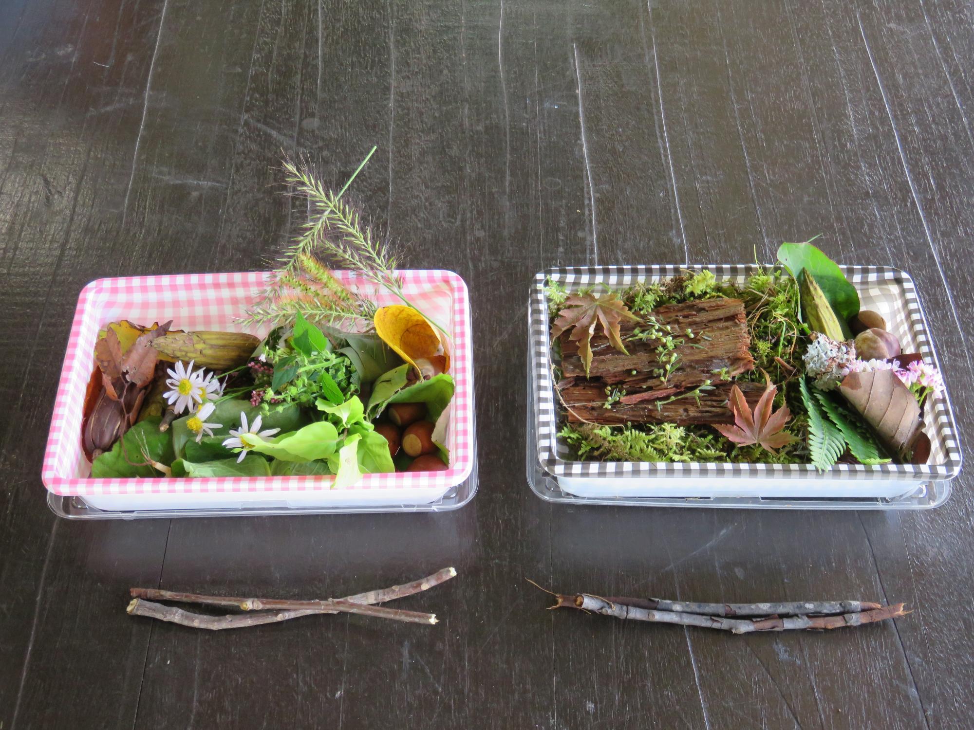 プラスチックの弁当容器に木の実や葉っぱ、花が入っており木の枝の箸が添えられている写真