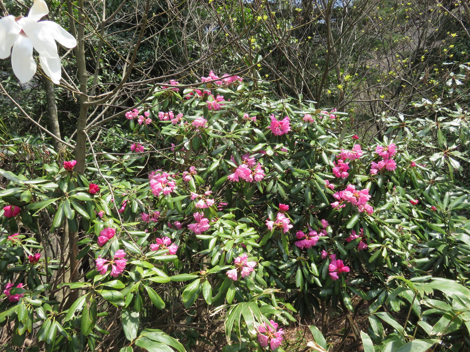 細長い葉っぱの先端に大きなピンク色の花をつけているシャクナゲの写真