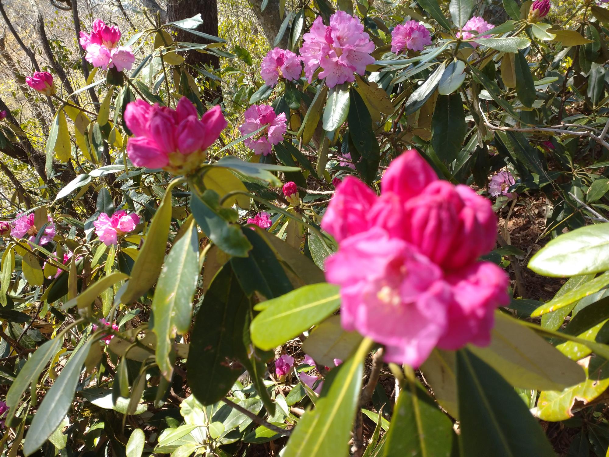 シャクナゲの写真